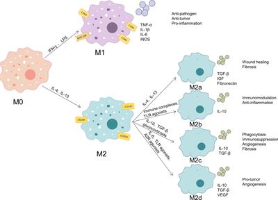 Advances in the role of STAT3 in macrophage polarization